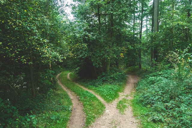 Forest path splitting into two directions, surrounded by green grass and dense trees.