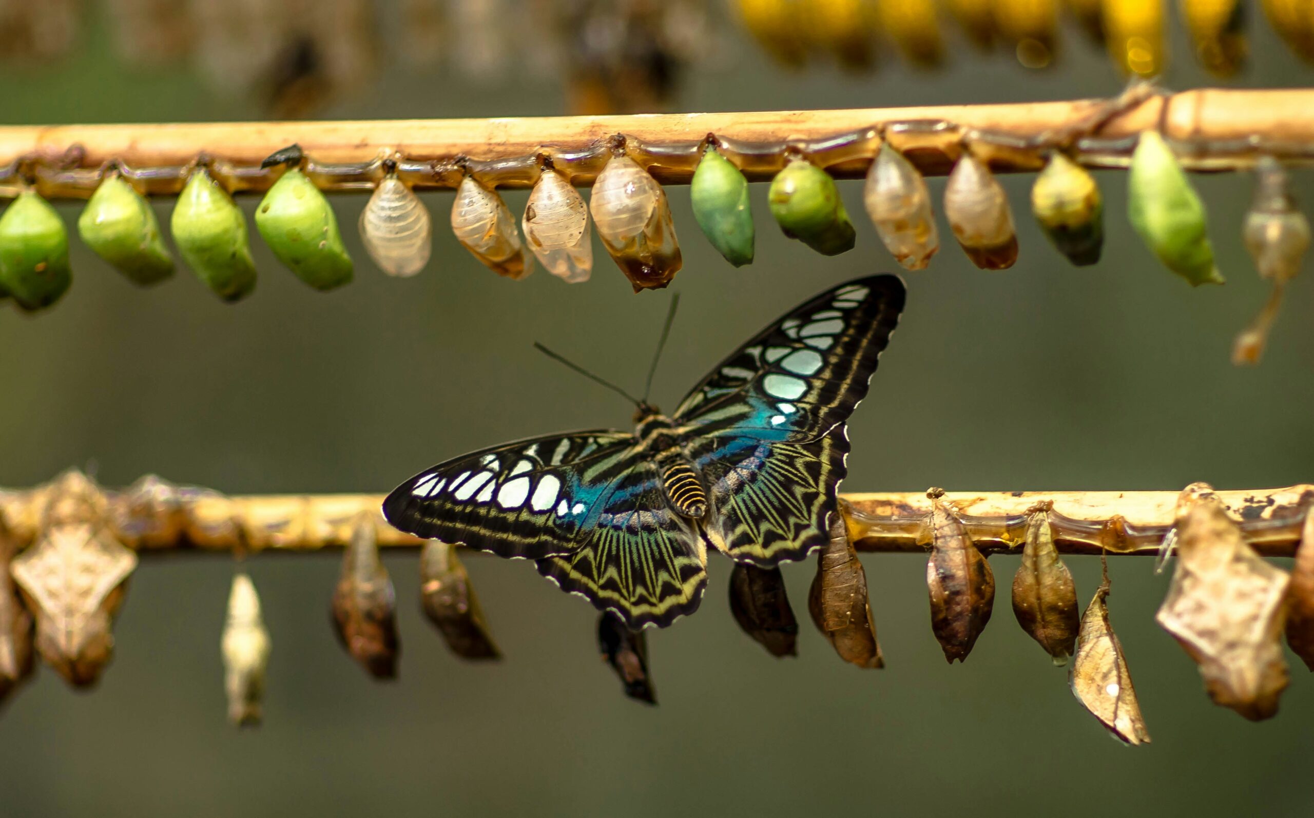 A vibrant butterfly with blue and black wings rests on a wooden stick surrounded by empty and green chrysalises, symbolizing transformation and change.