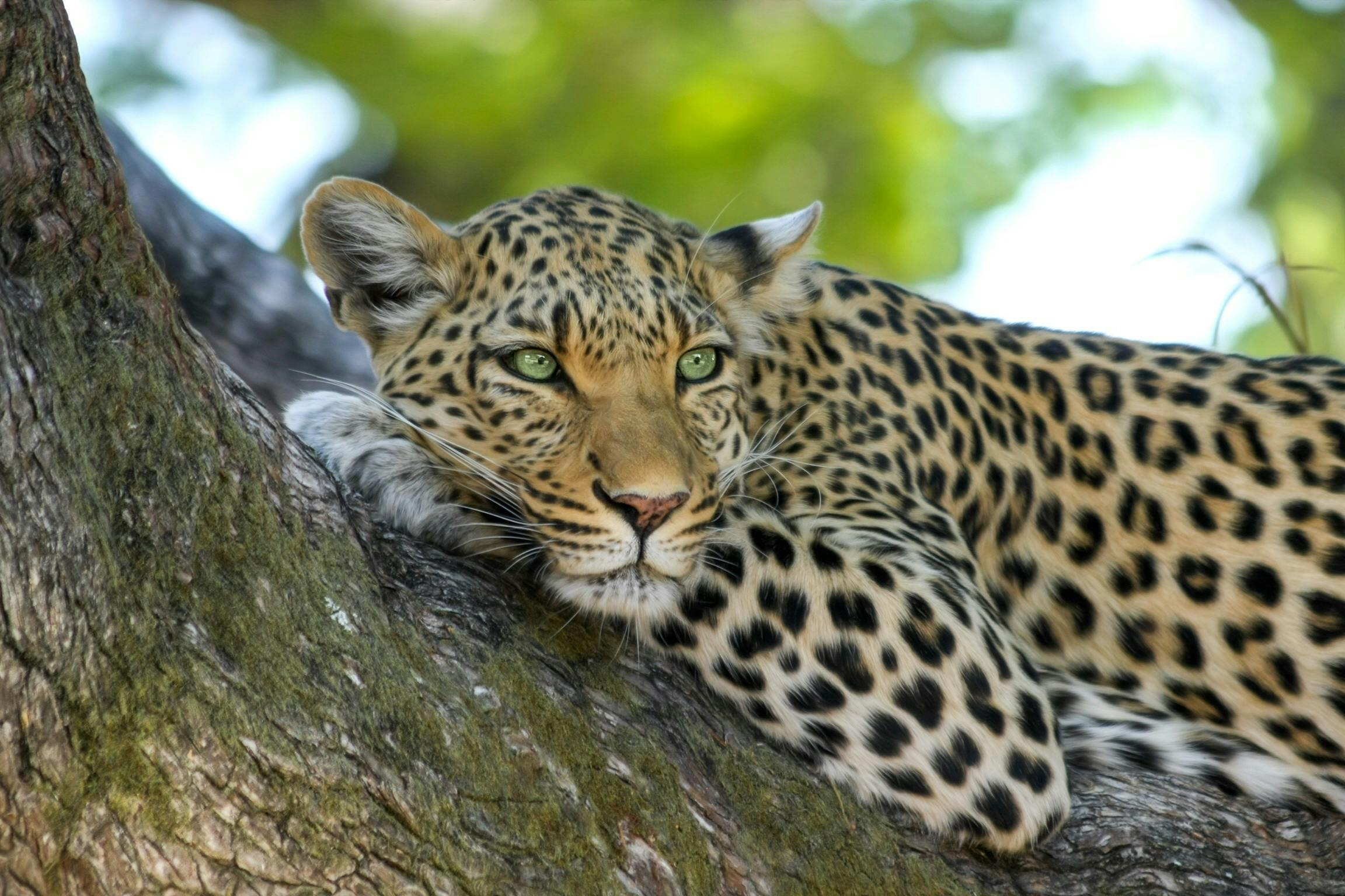 A leopard resting on the branch of a tree, its green eyes alert against a soft background of sunlight and leaves.