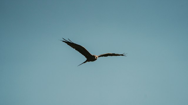 A bird flying with wings outstretched against a blue sky.
